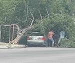 Cae árbol en vehículo