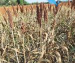 Baja el sorgo rendimientos en Valle de San Fernando