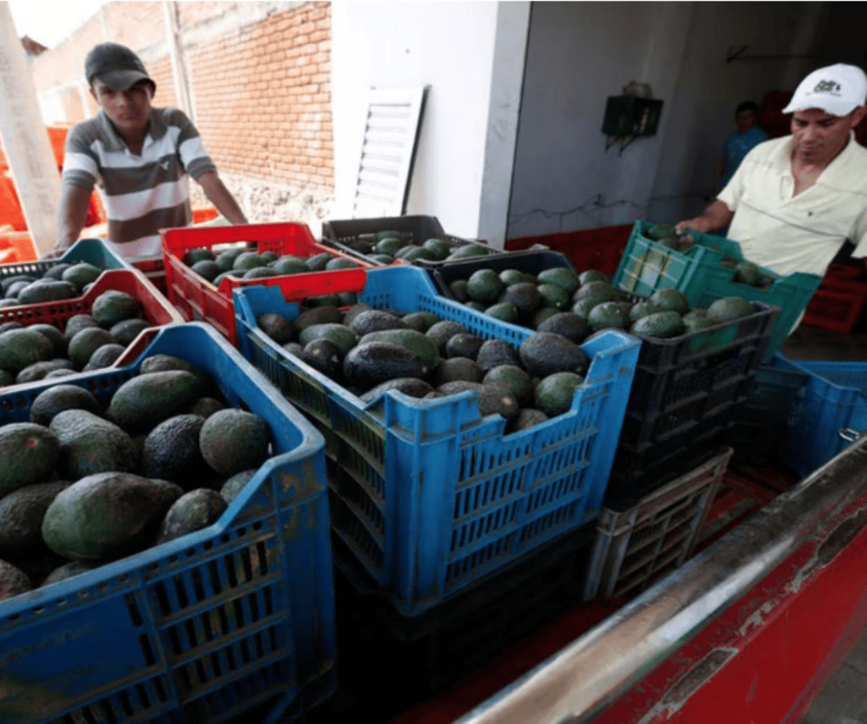 FGR investiga robo de 40 toneladas de aguacate en Michoacán