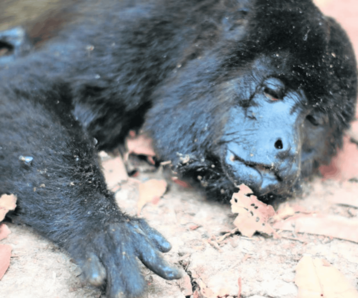 Monos aulladores, víctimas de altas temperaturas en Tabasco