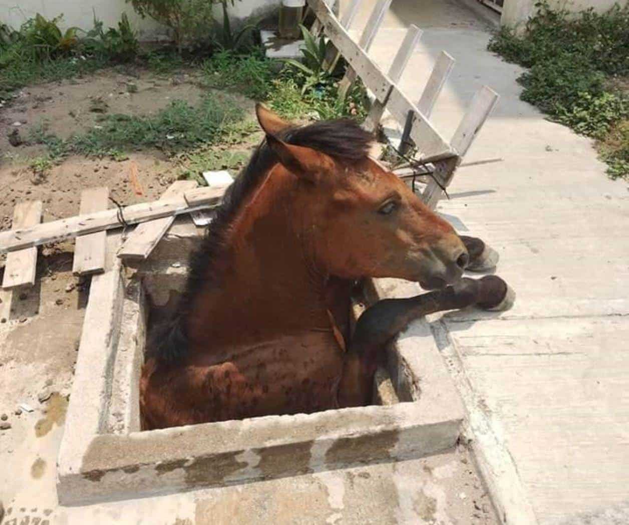 Caballo quería tomar agua y cae a cisterna en Altamira