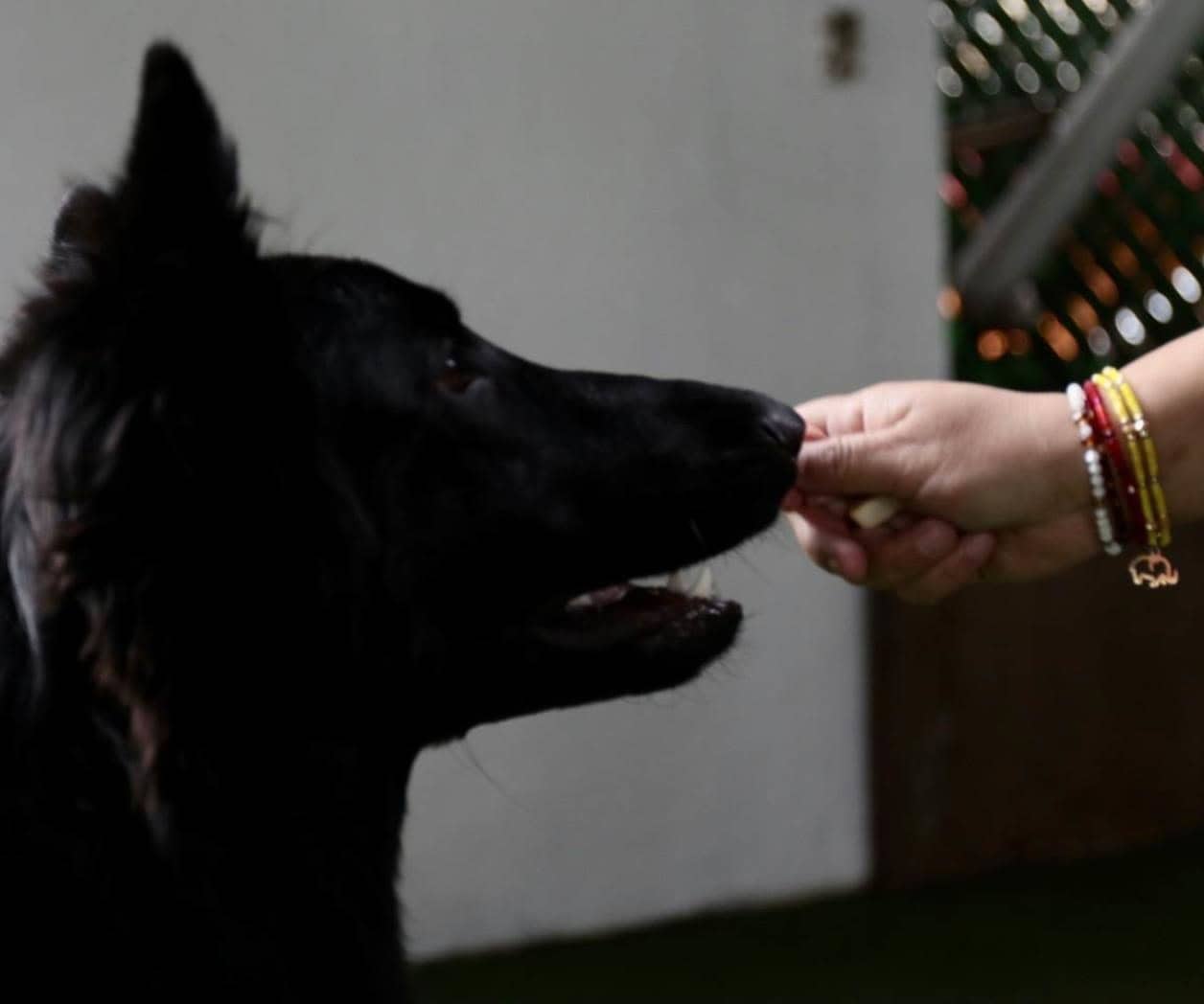 ¿Qué enfermedades puede transmitirme mi perro con su saliva?