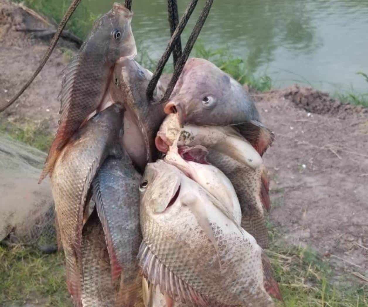 Buena pesca en los canales Buena pesca en los canales