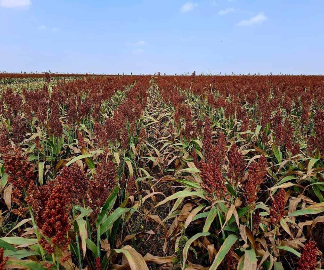 Ignoran productores apoyos por el sorgo en Reynosa