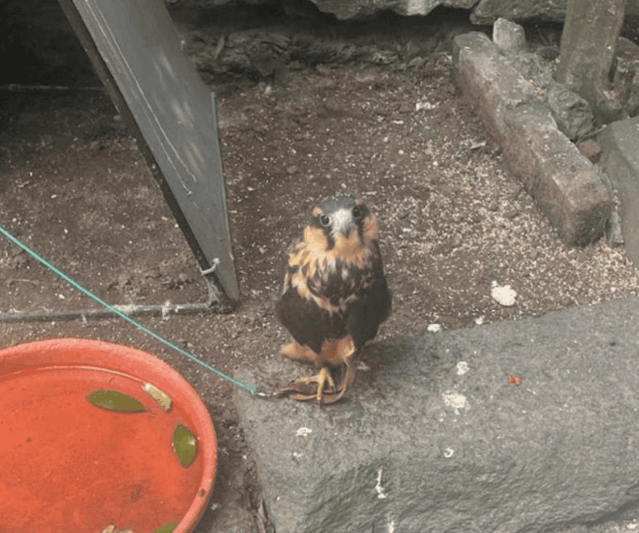 Aseguran animales exóticos que ofertaban en redes sociales