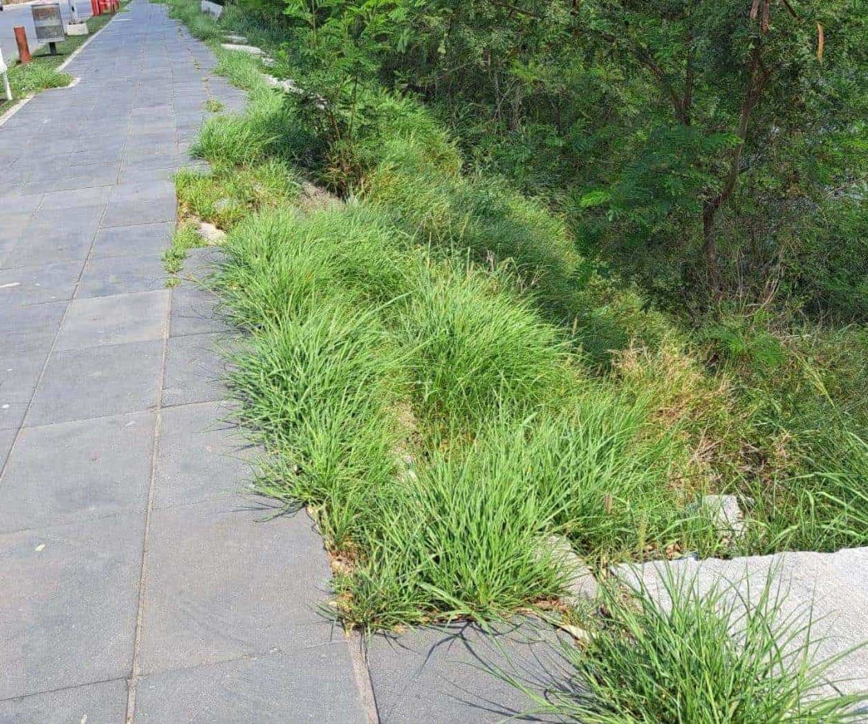 Urge rehabilitación para el parque lineal Urge rehabilitación para el parque lineal