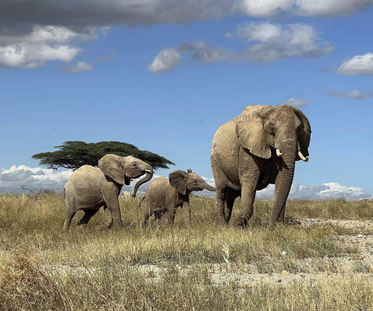 Estudio demuestra que elefantes africanos se llaman y responden a nombres individuales