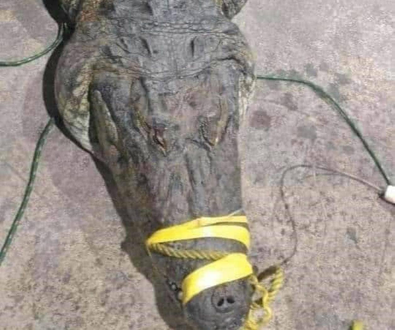 Ataca cocodrilo a un transeúnte Ataca cocodrilo a un transeúnte