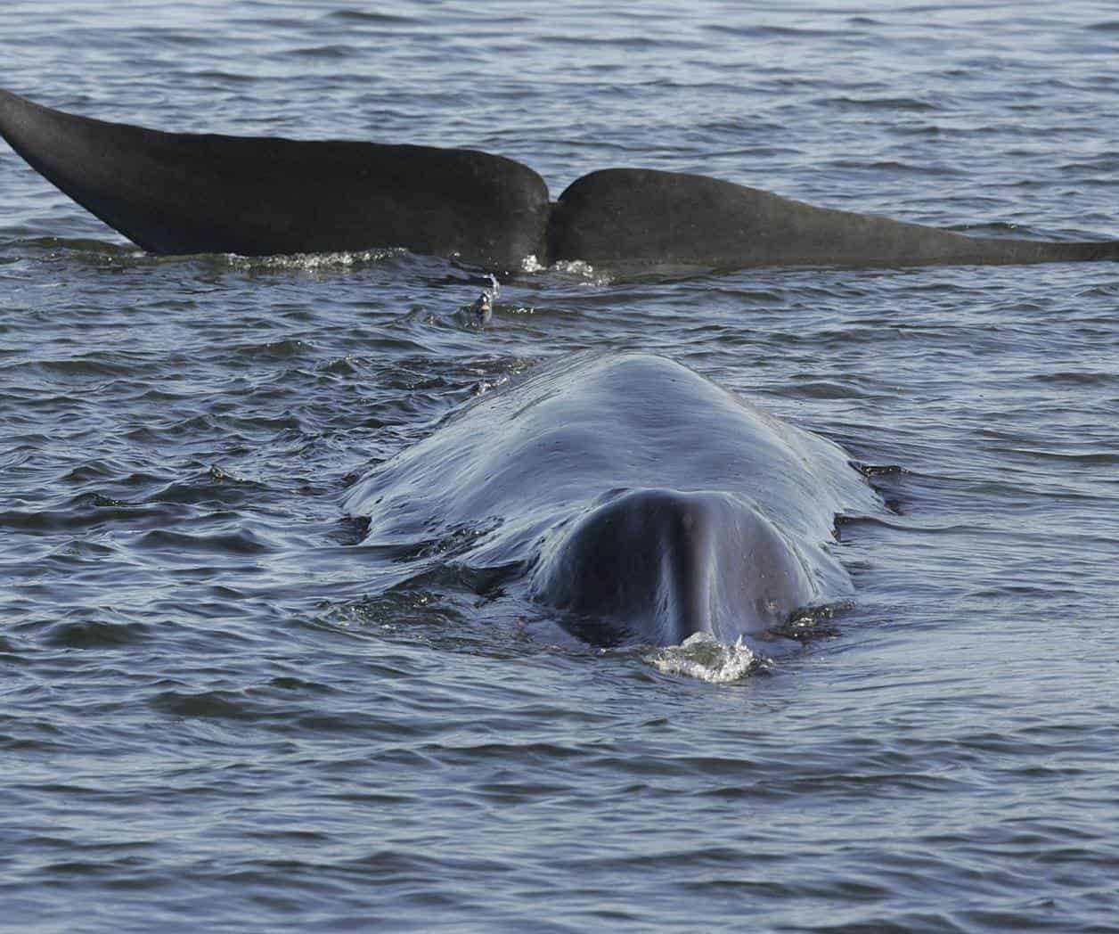 Autoriza Islandia la caza de 128 ballenas