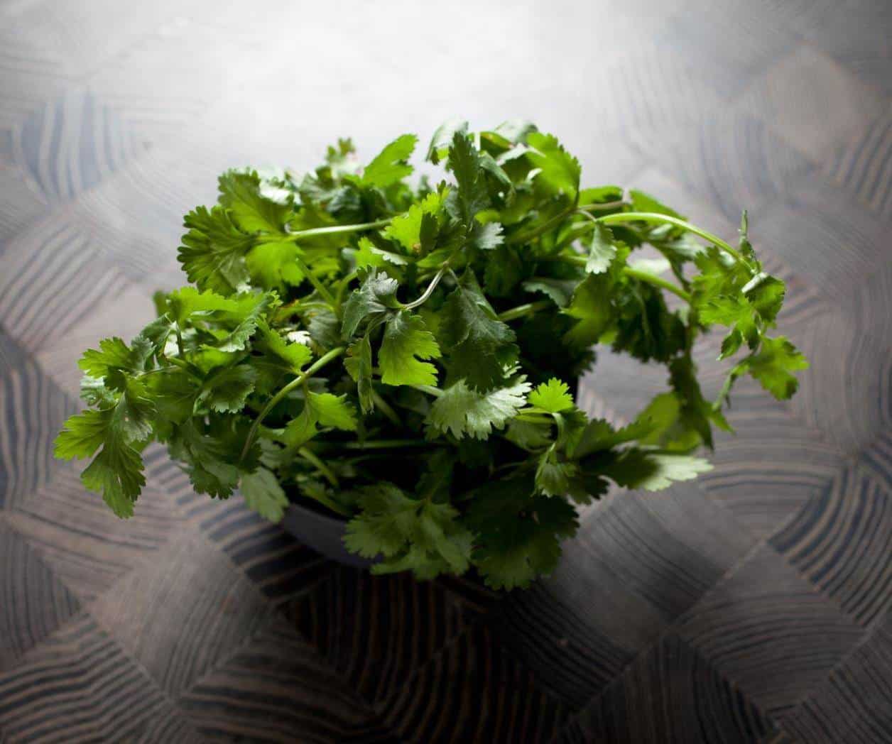 Precio del cilantro en aumento por sequ&iacute;a