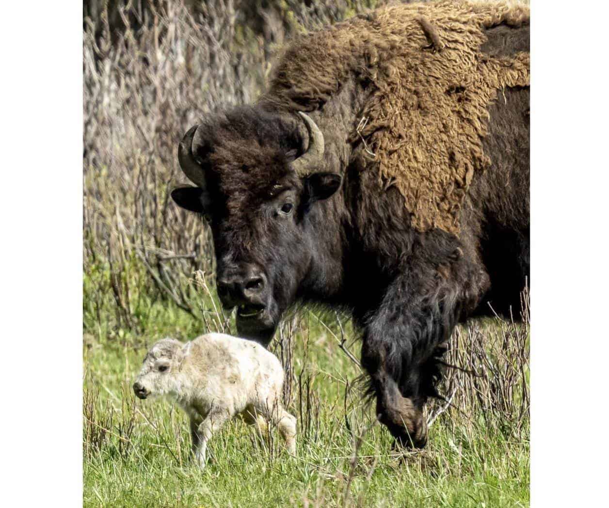 Nacimiento de Bisonte Blanco cumple antigua profecía lakota Nacimiento de Bisonte Blanco cumple antigua profecía lakota