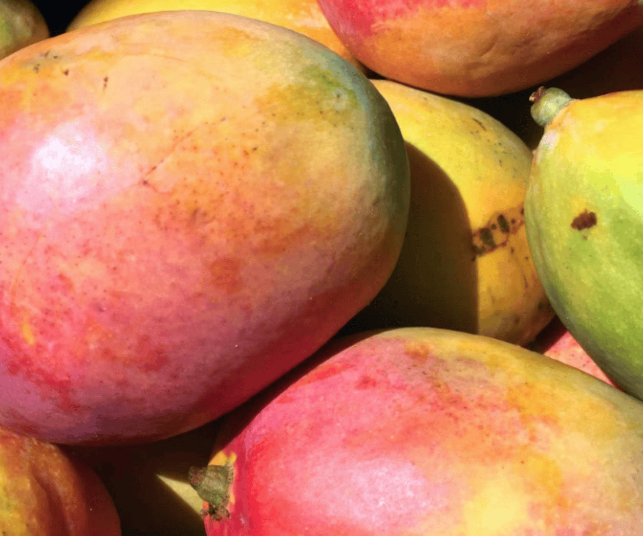 Incidente con inspectores de EU afecta exportación de mango