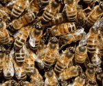 Ataque de abejas deja mujer intoxicada en Sinaloa