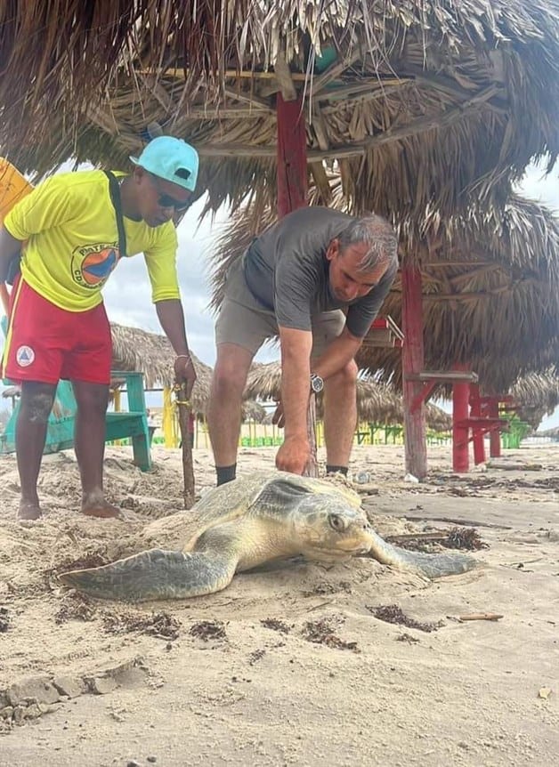 Desovan tortugas antes de tormenta Alberto en Playa Miramar