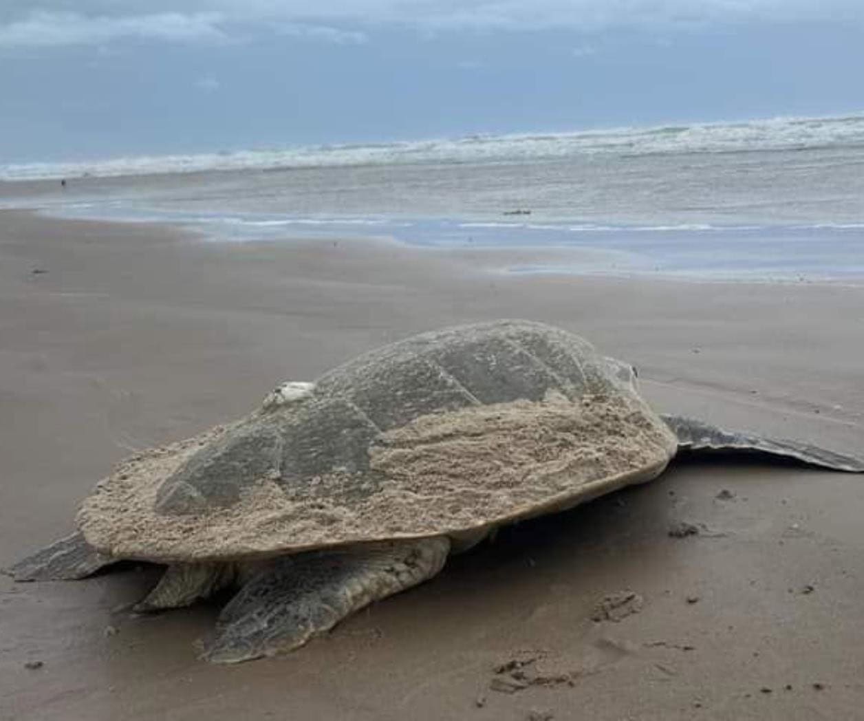 Desovan tortugas antes de tormenta Alberto en Playa Miramar