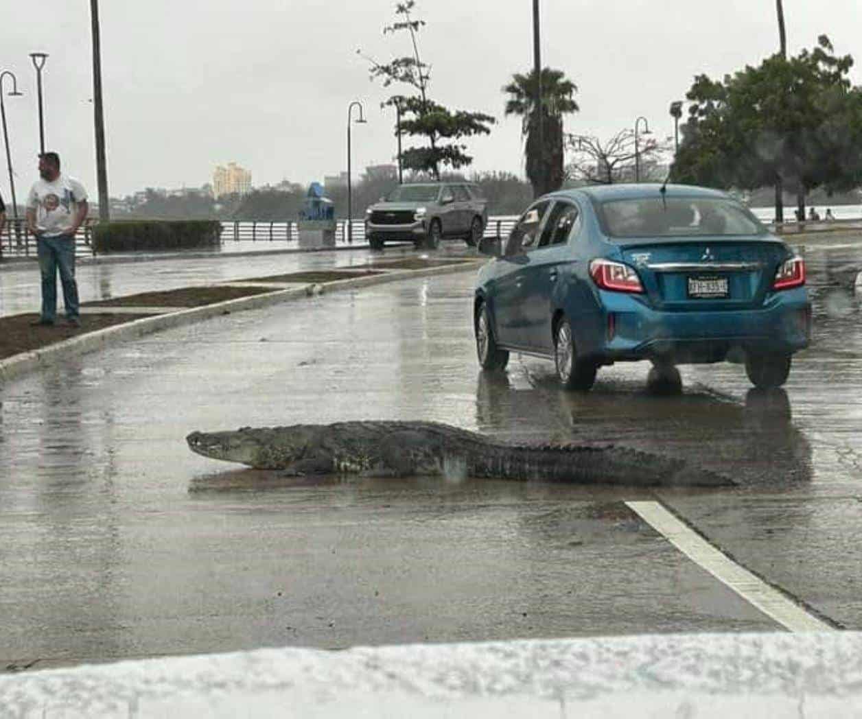 Pasean cocodrilos en las calles de Tampico Pasean cocodrilos en las calles de Tampico