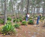 Trabaja la UAT en la genética del maguey