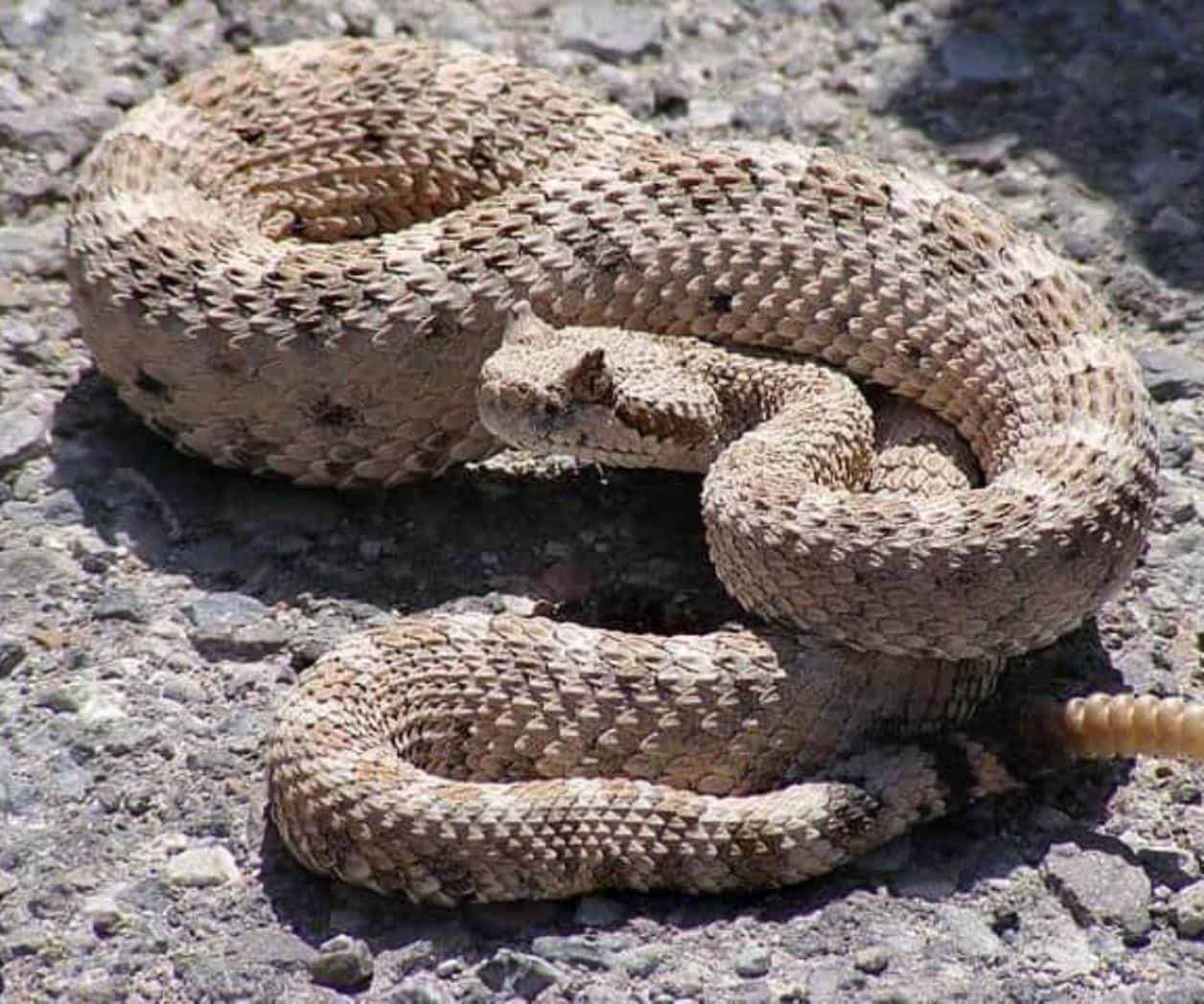 Atienden a 785 v&iacute;ctimas de v&iacute;boras y ara&ntilde;as en &uacute;ltimos 4 a&ntilde;os en Tamaulipas