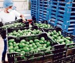 Acuerdo de exportación de aguacate a EU garantiza seguridad