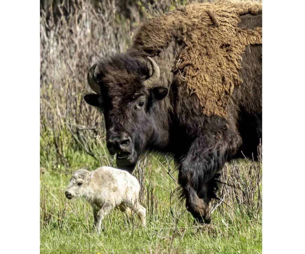 Honran nacimiento de una insólita cría de búfalo blanco