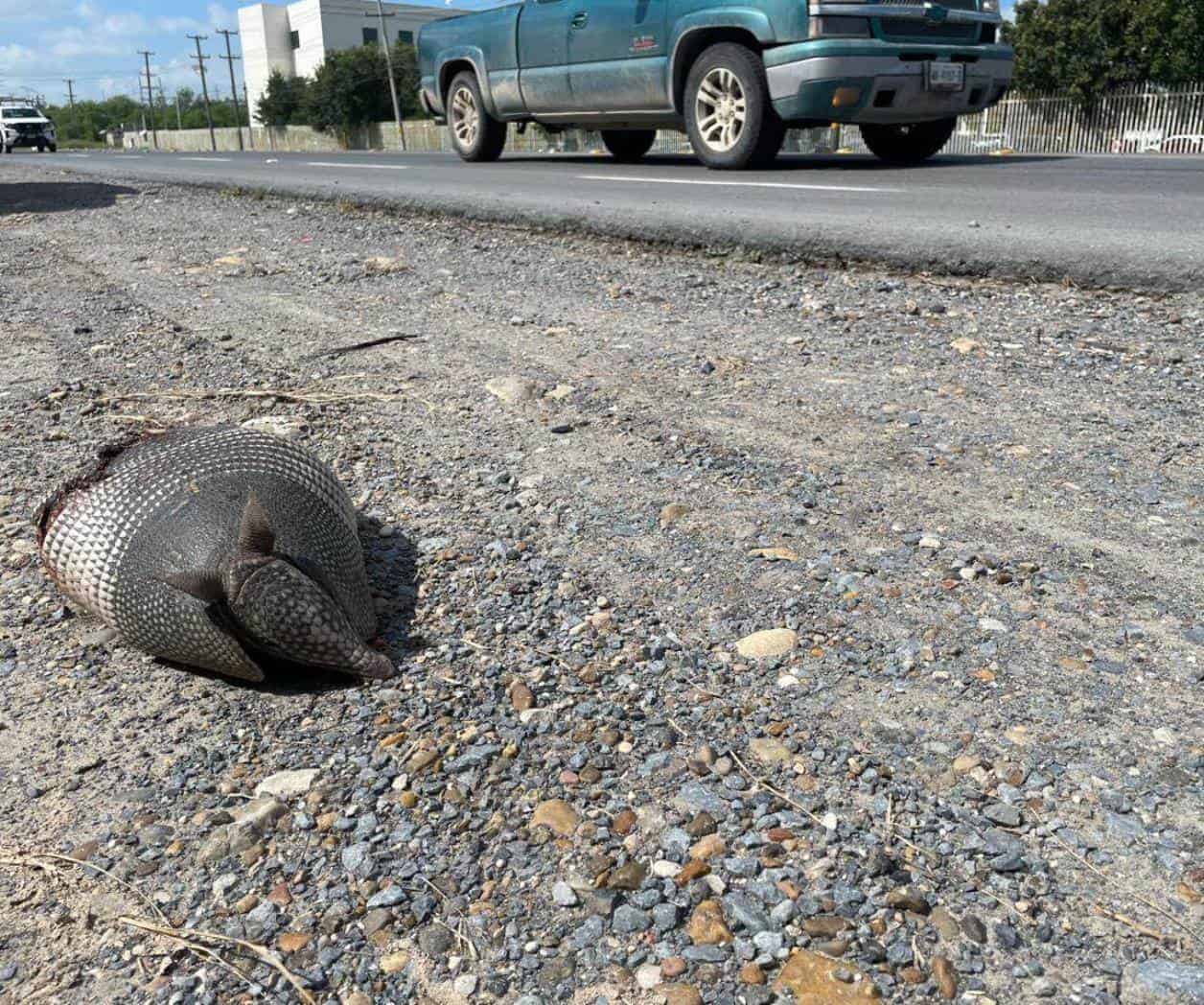 Provocan aguaceros surgimiento de fauna