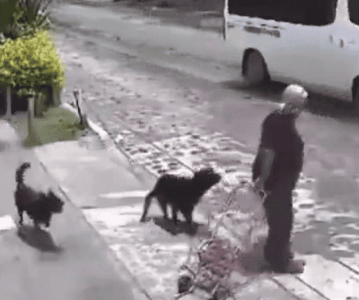 Ataque de Perros a Mujer en Querétaro