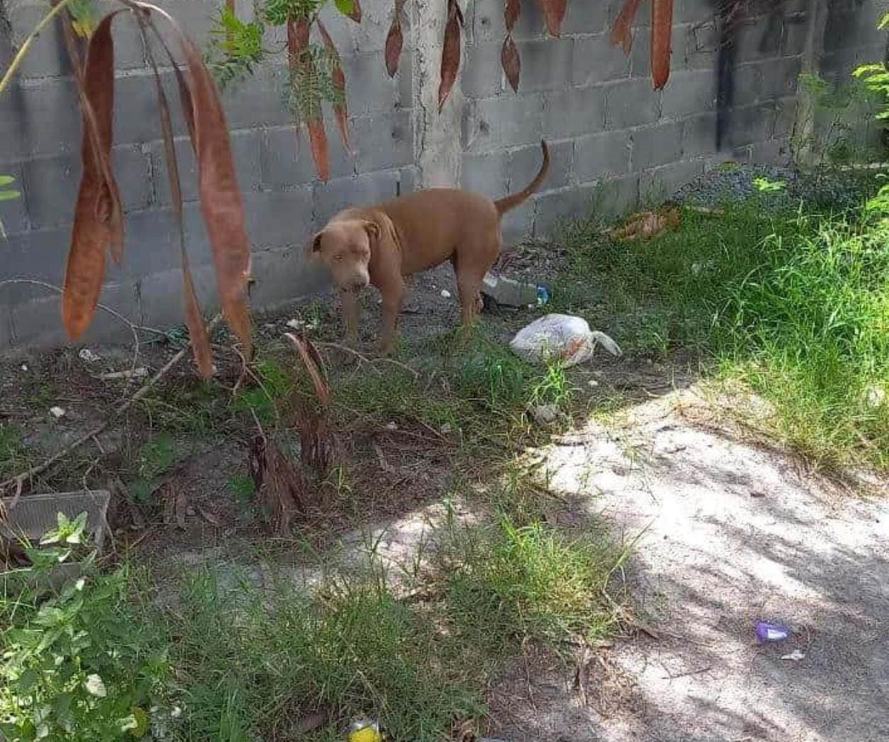 Previene PC ataque de un perro pitbull