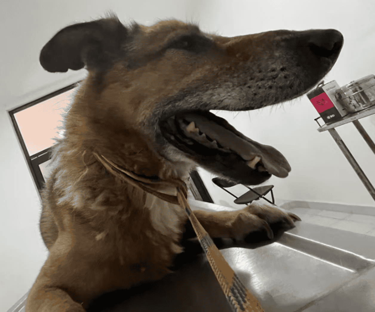 Rescatan a dos perros en condiciones de maltrato en Cuautitlán