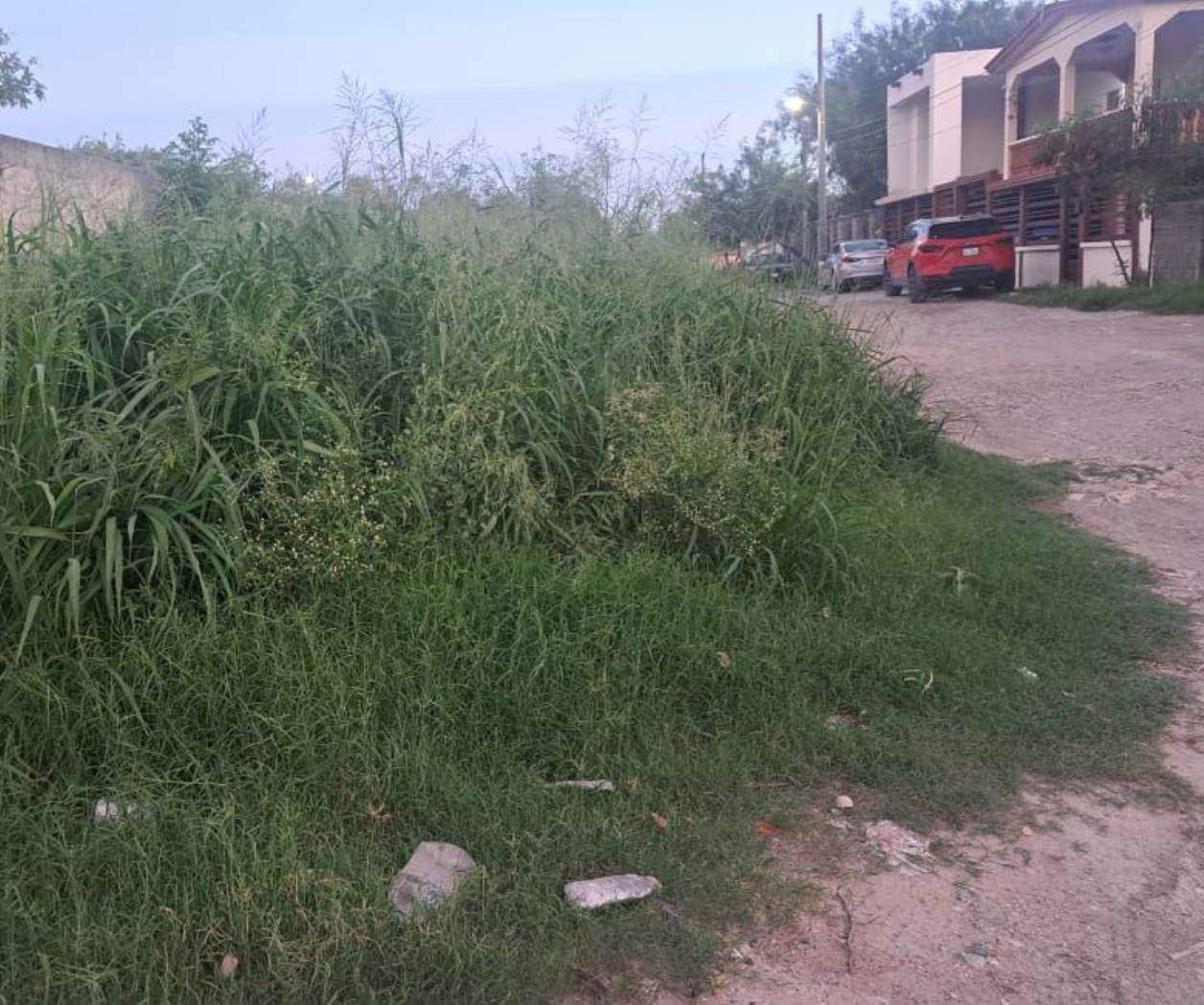 Maleza obstruye a automovilistas en colonia Benito Juárez