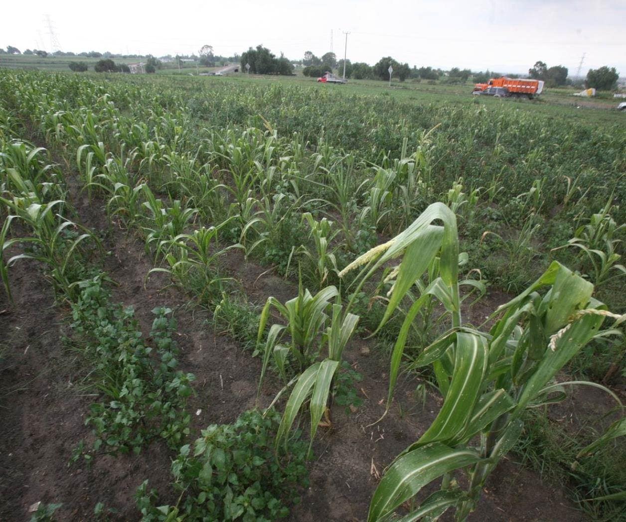 Impacto económico de la prohibición de maíz genéticamente modificado