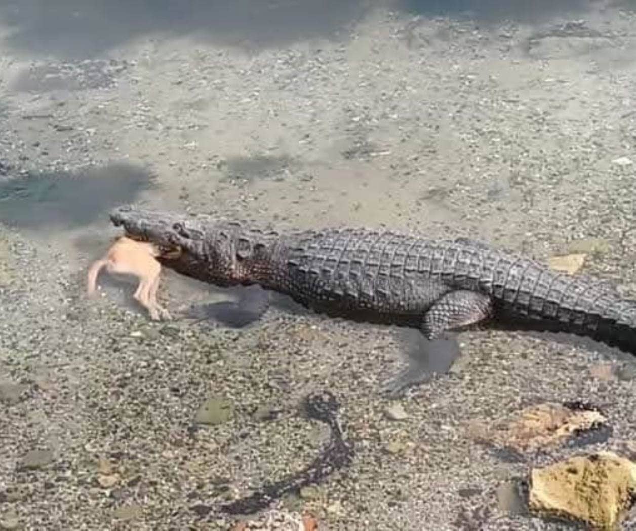 Encuentran cocodrilos en drenes