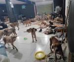 Resguardan perritos de Huracán Beryl en Quintana Roo