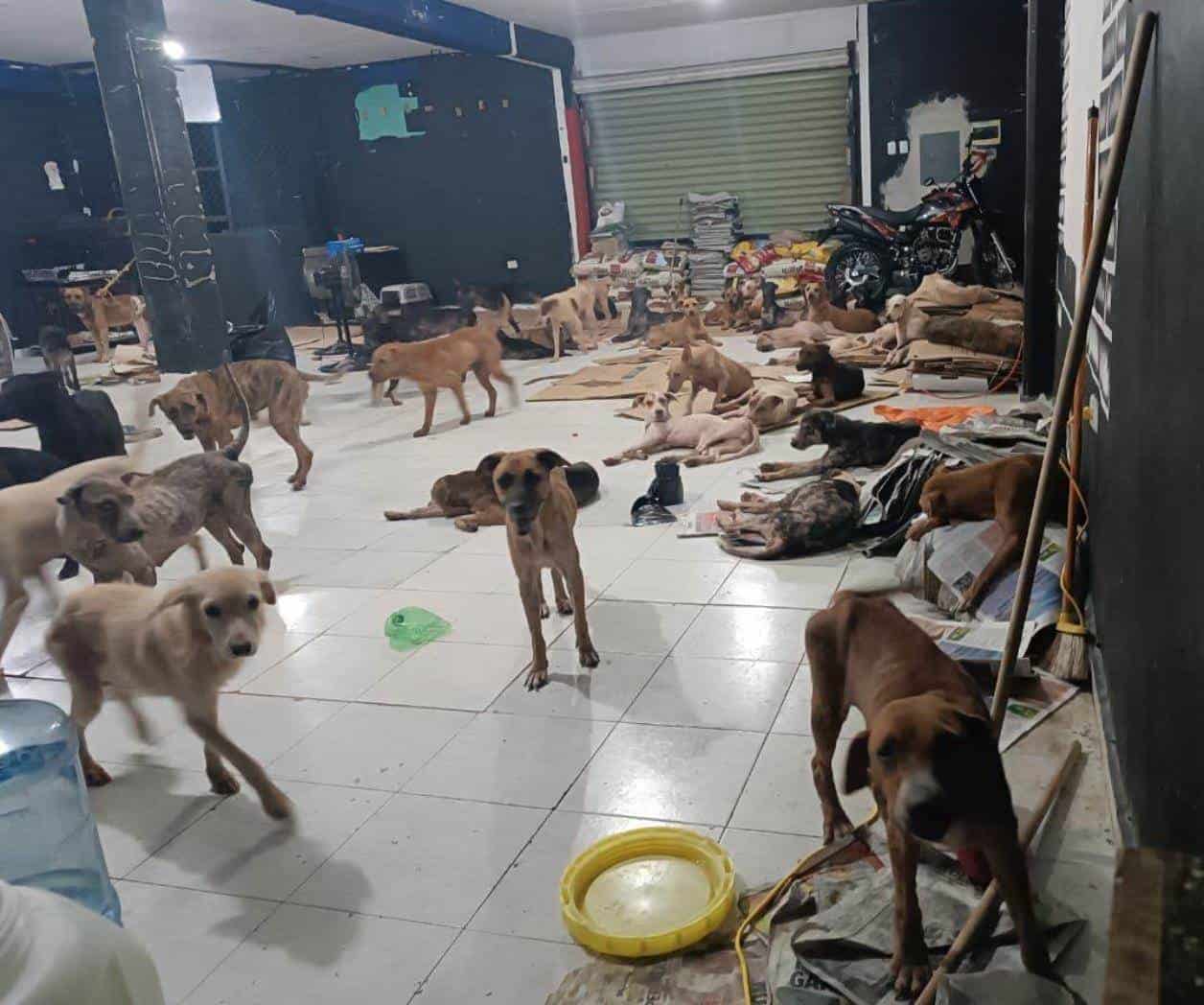 Resguardan perritos de Huracán Beryl en Quintana Roo