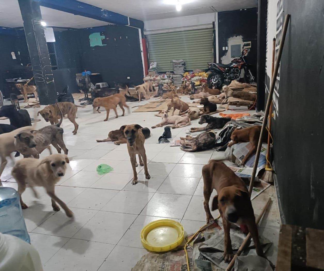 Protegen a 200 lomitos de la calle por huracán Beryl