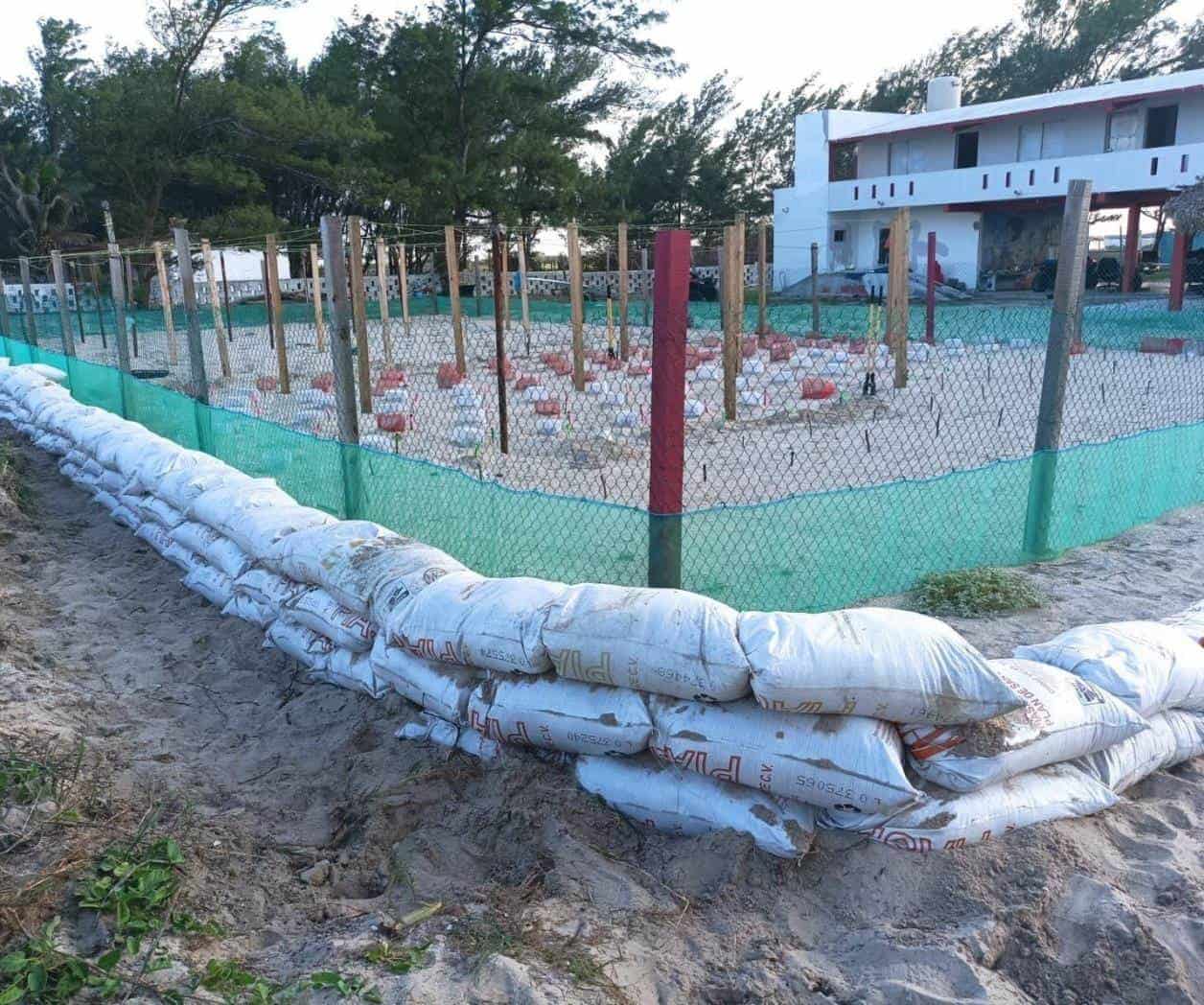 Refuerzan protección de campos tortugueros ante amenaza de "Beryl"