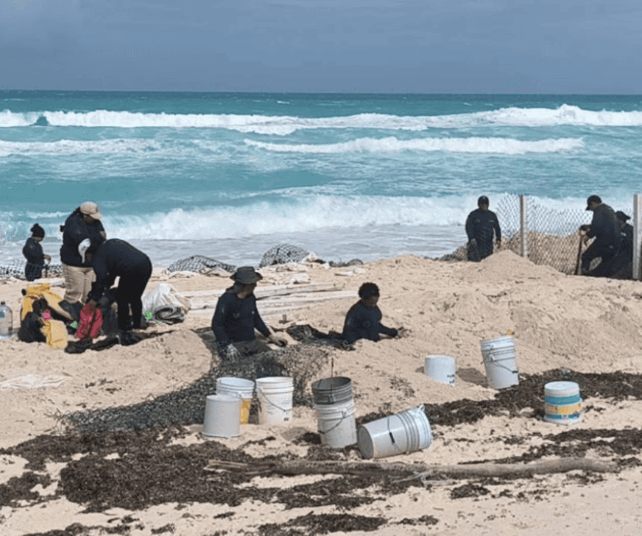 En Cancún, saldo blanco también para las tortugas