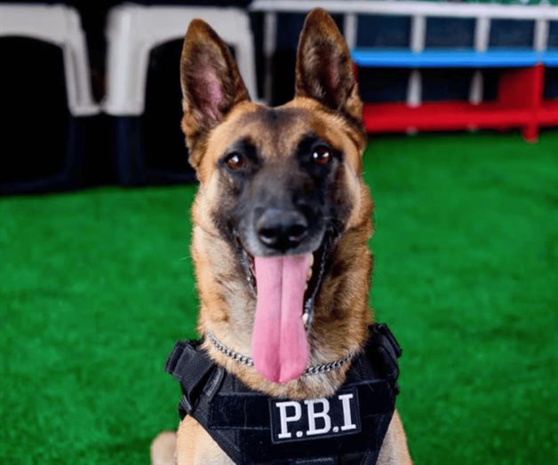 Despiden con honores a Ginger, perra policía de Unidad Canina