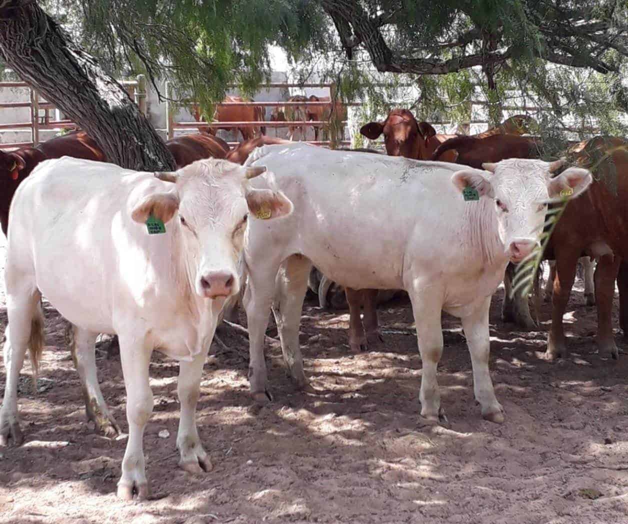 Beneficia Beryl a campos agrícolas