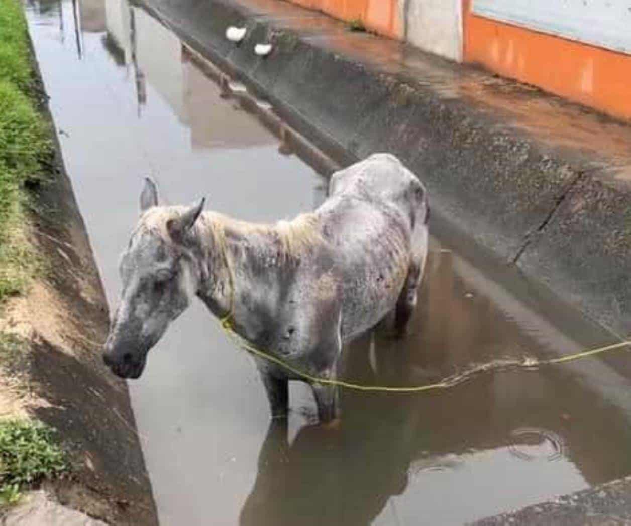 Rescatan a caballo que cayó a un canal en Madero Rescatan a caballo que cayó a un canal en Madero