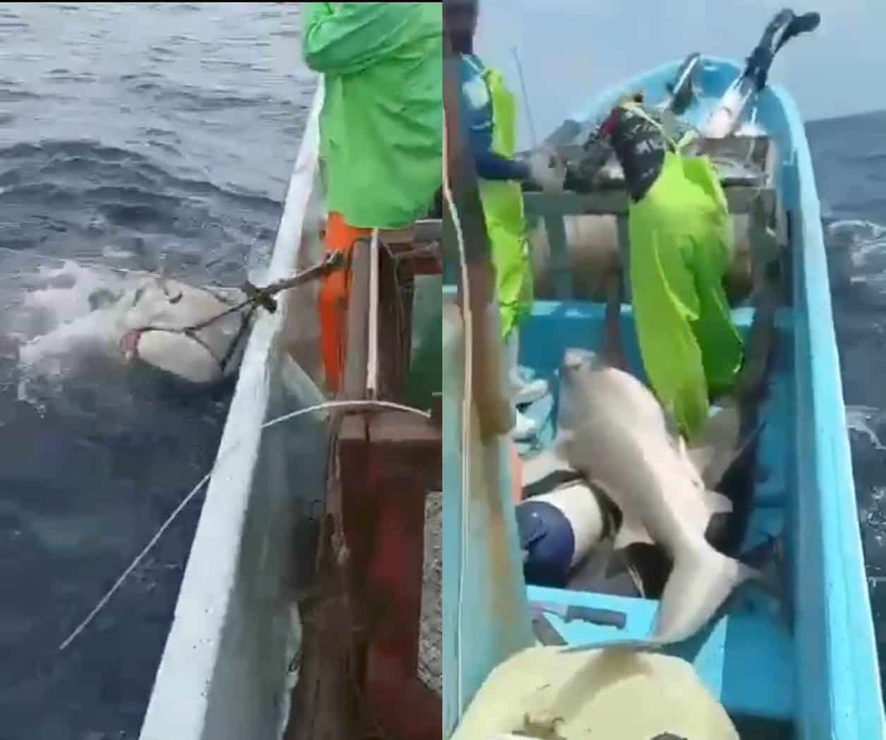 Difunden video de captura de tiburón en Matamoros