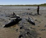 Socorristas ayudan a liberar delfines en costa Cabo Cod