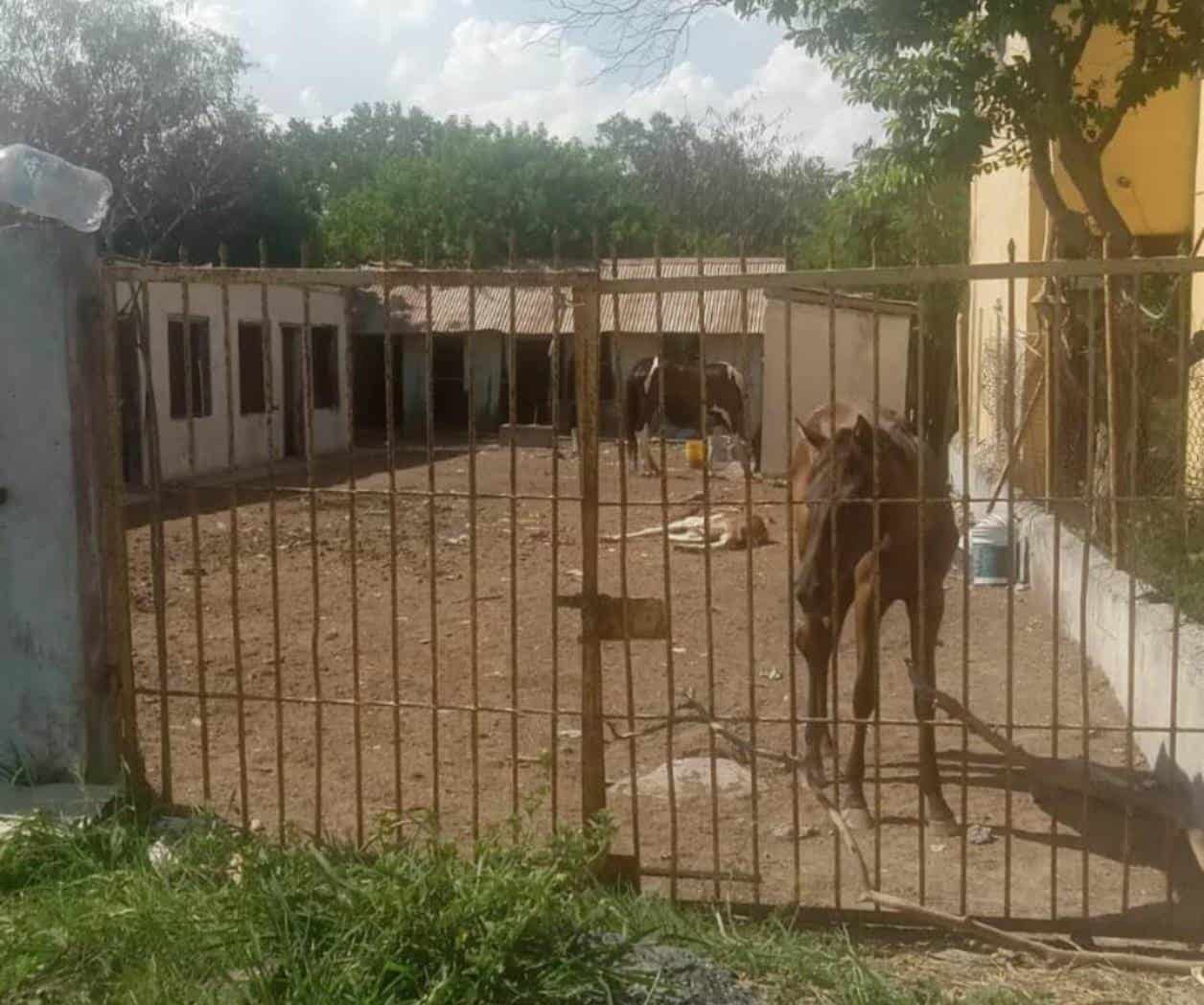 Abandonan a caballos