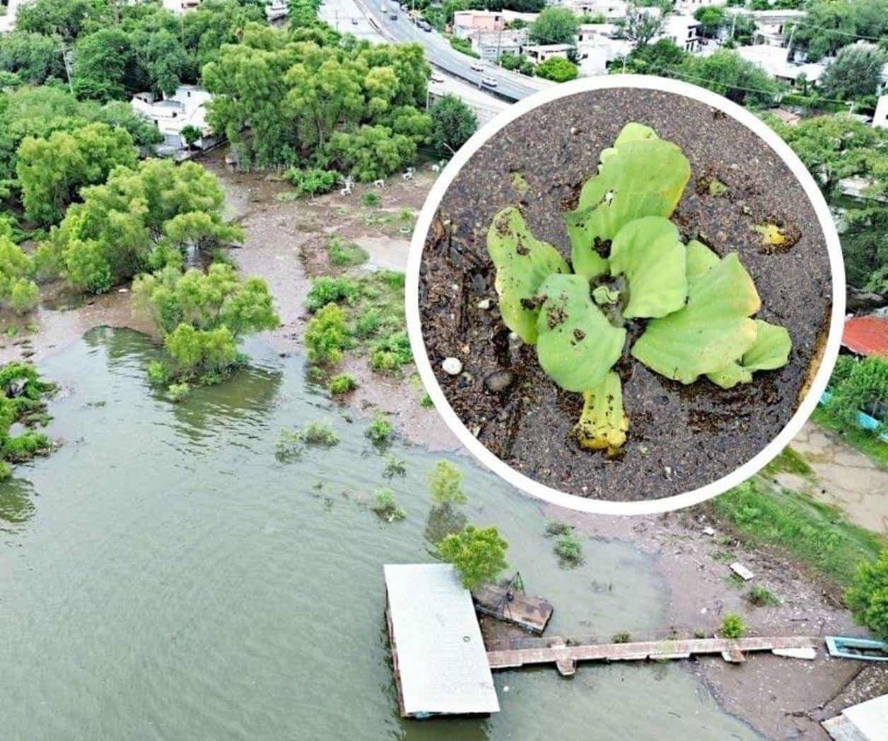 Alerta en Presa La Boca por lirio acuático