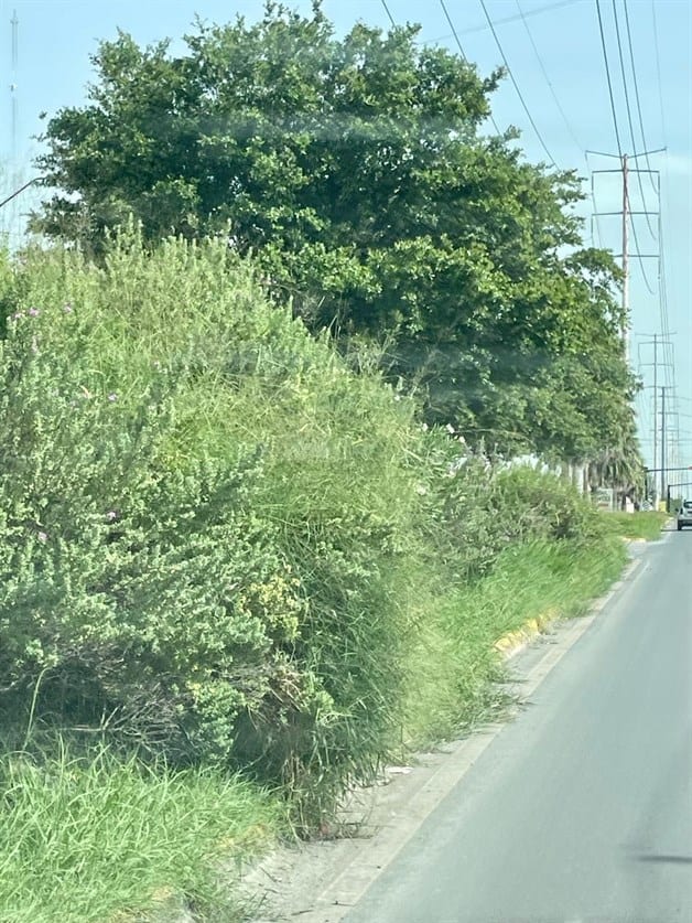 Convierten camellón en ´selva´ en Colonia Vista Hermosa