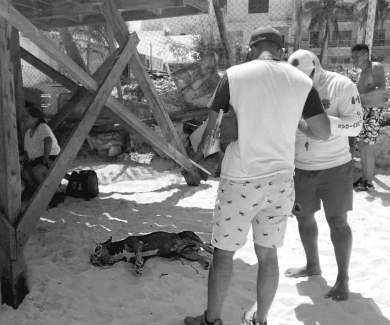 Tragedia en Playa del Carmen: Ahogamiento de un Perro American Bully