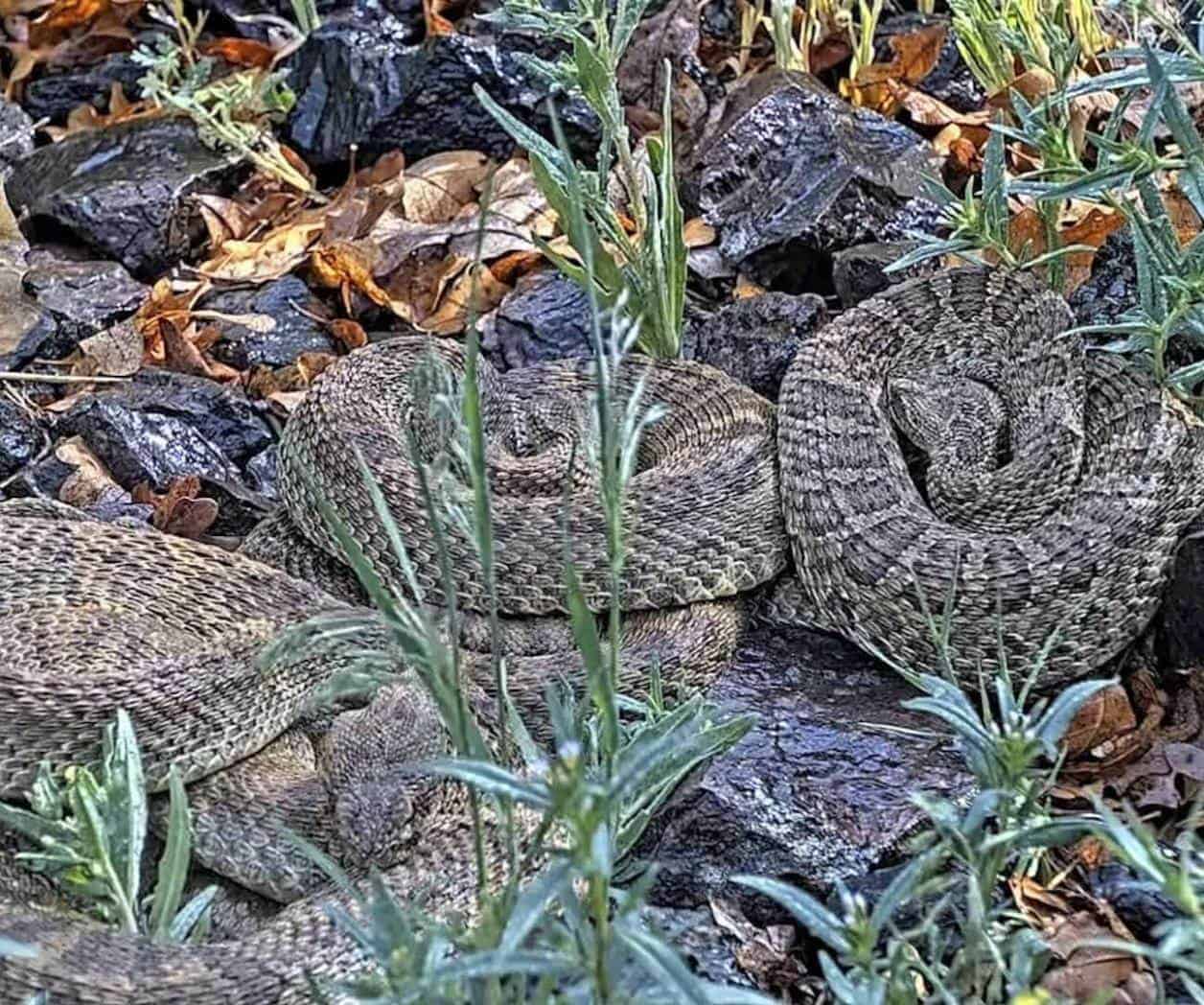 ´Megamadriguera´ de víboras de cascabel