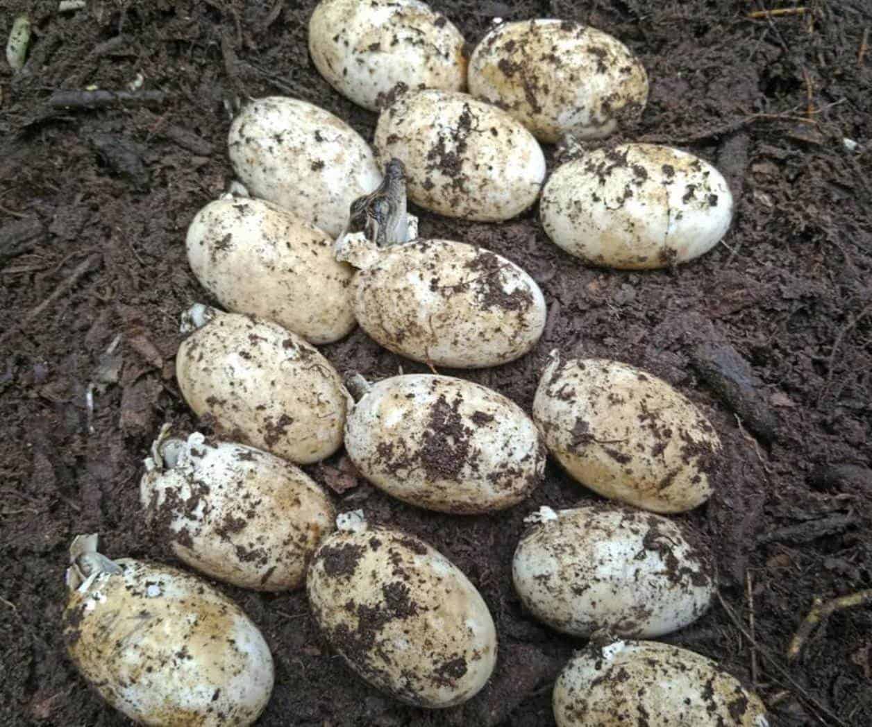 Descubrimiento de huevos de cocodrilo siamés en Camboya Descubrimiento de huevos de cocodrilo siamés en Camboya