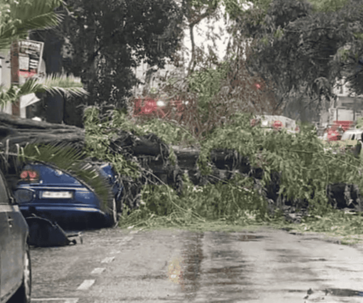 Árbol cae sobre auto en la colonia Nápoles; mujer pierde la vida