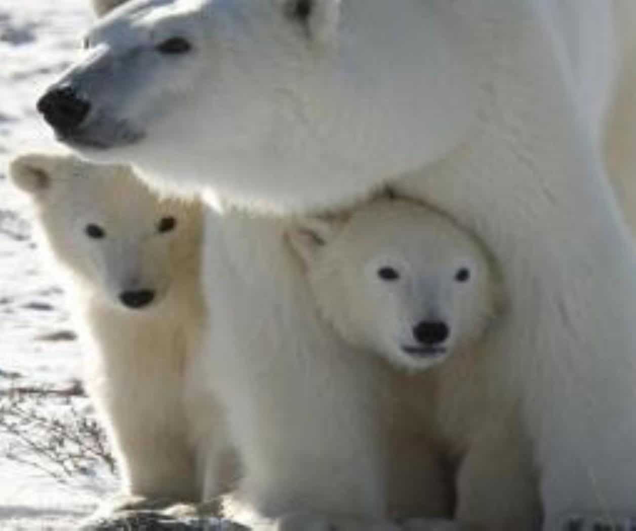 Muere oso polar de zoo tras jugar rudamente con otro en estanque