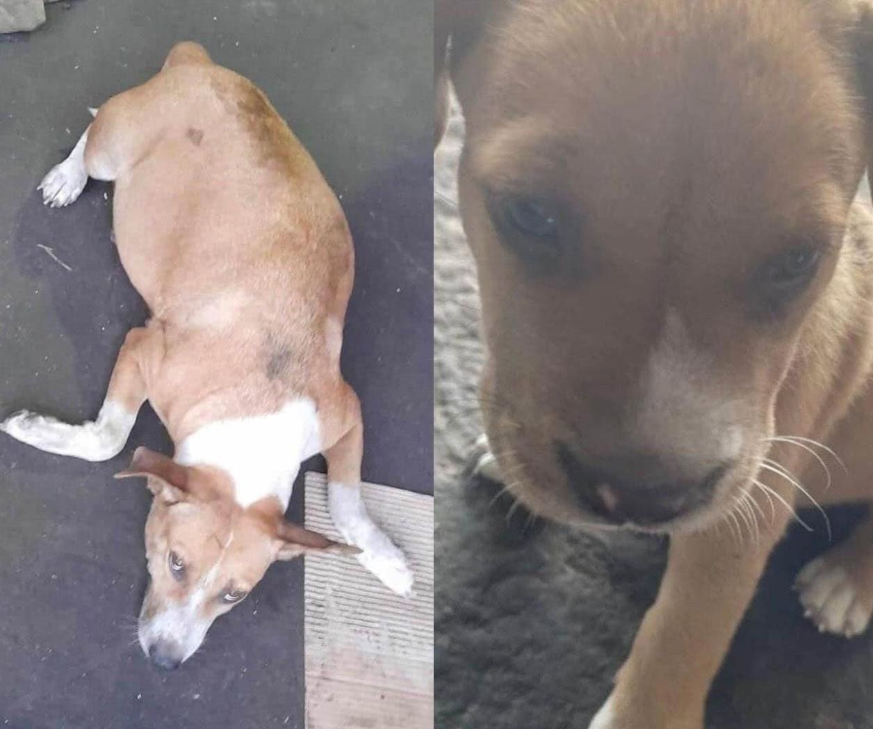 Inician investigación por sacrificio de perros en Matamoros